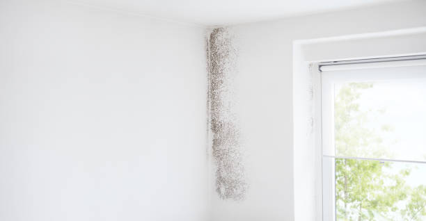 Dehumidification Services in Northumberland, PA