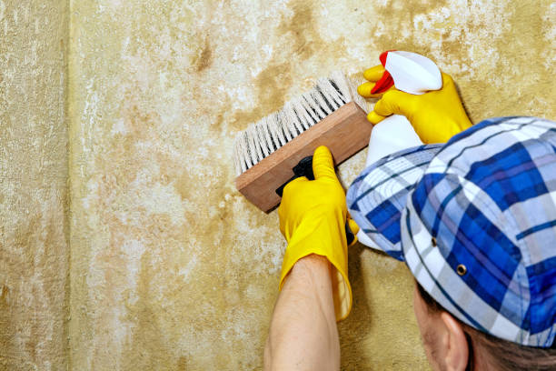 Best Crawl Space Mold Remediation  in Northumberland, PA