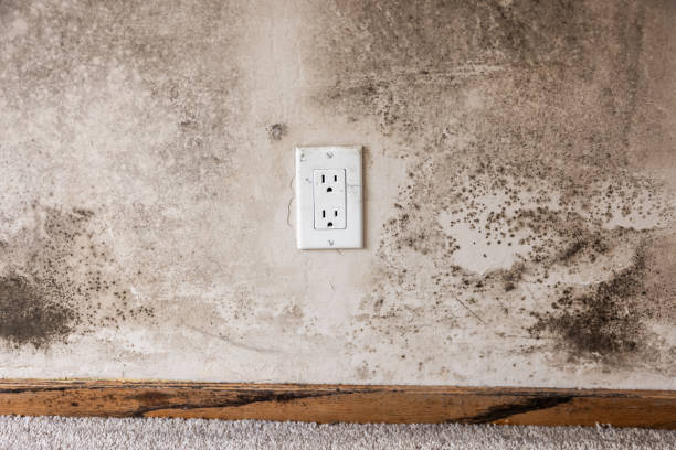Asbestos and Lead Testing During Mold Inspection in Northumberland, PA